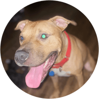 Rex